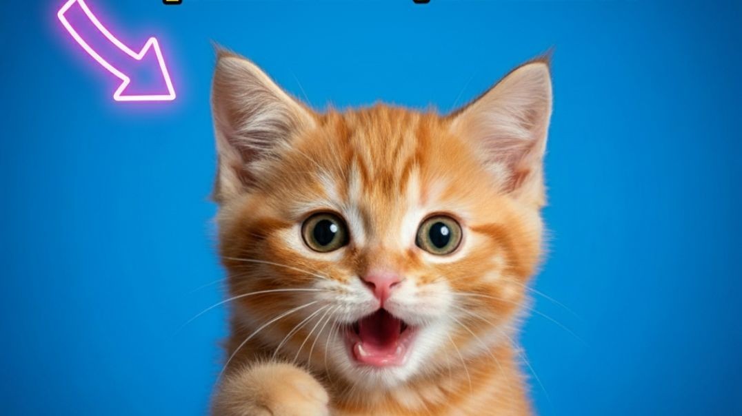 #GATITO #MIAU  #VIRAL #MIAU