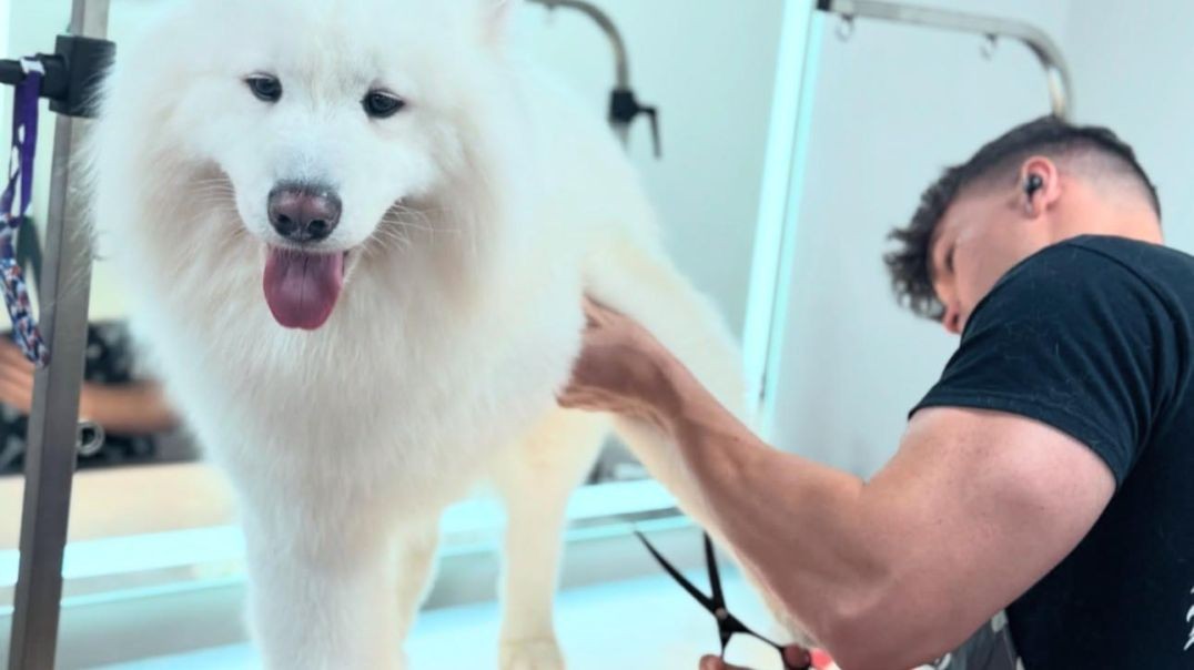 Miami Mobile Dog Grooming • Boujee Mobile Pet Grooming